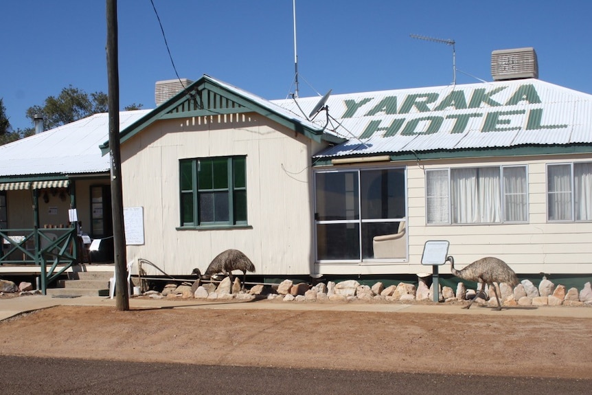 Emus wander outside a country pub called the Yaraka Hotel.