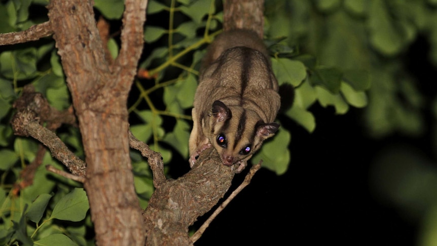 A sugar glider up a tree