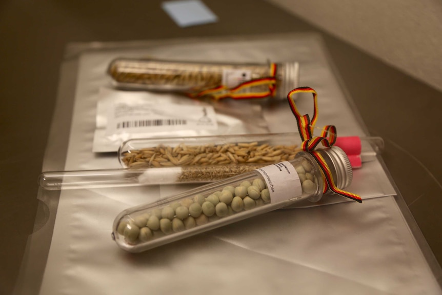 Seeds samples that are being stored in the Global Seed Vault in the Arctic archipelago of Svalbard.