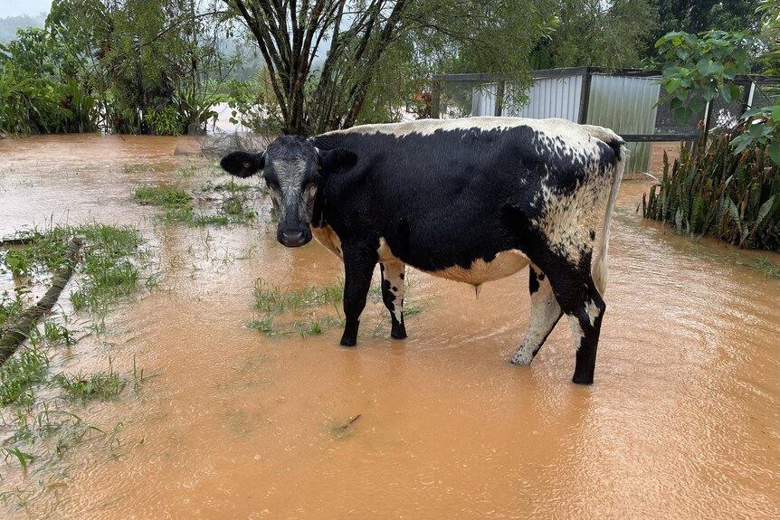 A cow in floodwater
