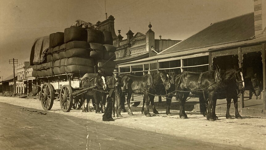 Sepia photograph on sunny day 1920s 6 big black horses draw large cart piled high with hay bales.