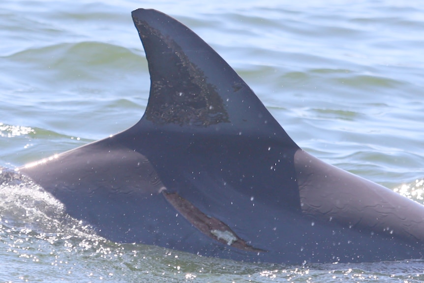 A close-up of a large wound on a dolphin.