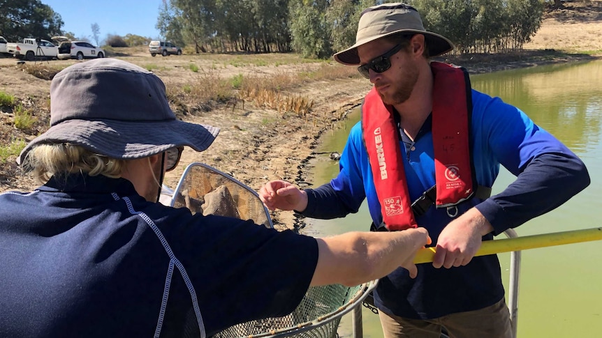Department of Primary Industries staff removing fish in Menindee