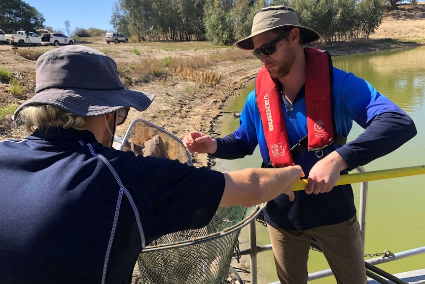 Department of Primary Industries staff removing fish in Menindee