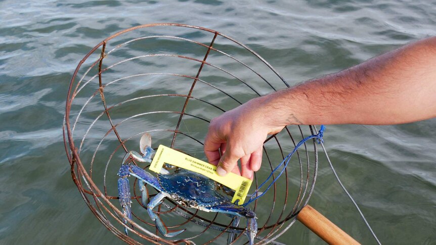 A blue-swimmer crab in a scoop net being measured by a crab gauge.
