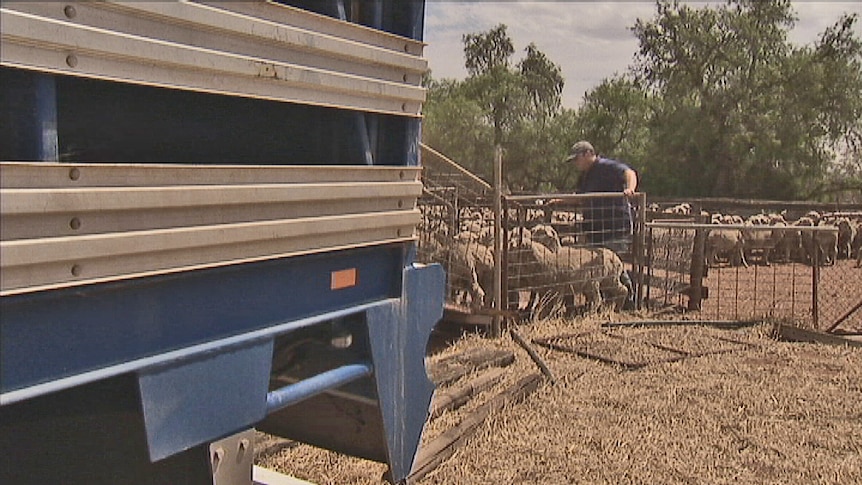 Sheep being loaded