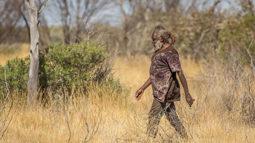 An old Indigenous man strides through spinifex grassland.