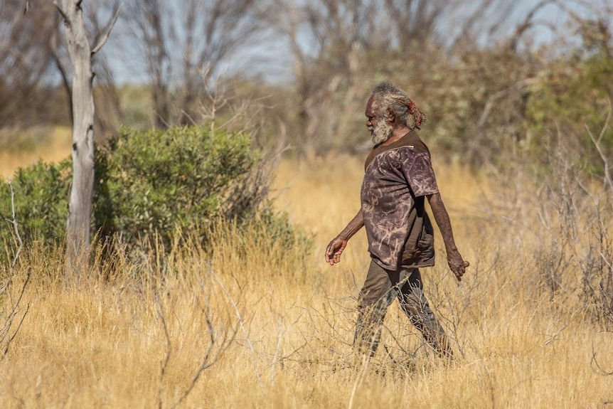 An old Indigenous man strides through spinifex grassland.