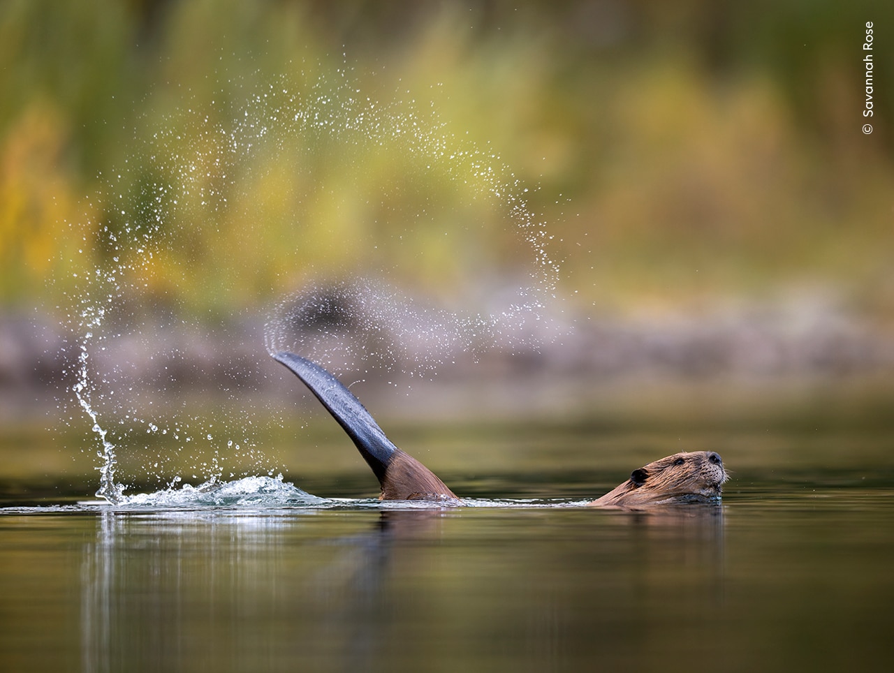 A beaver cocks its tail before slapping it down on the water