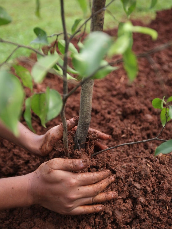 Tree planting program