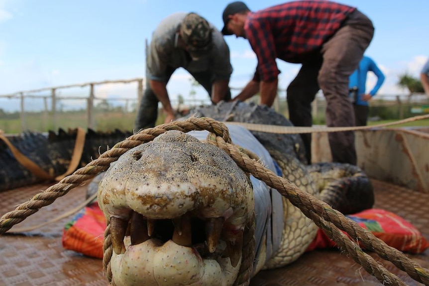 Wranglers tie down a large saltwater crocodile