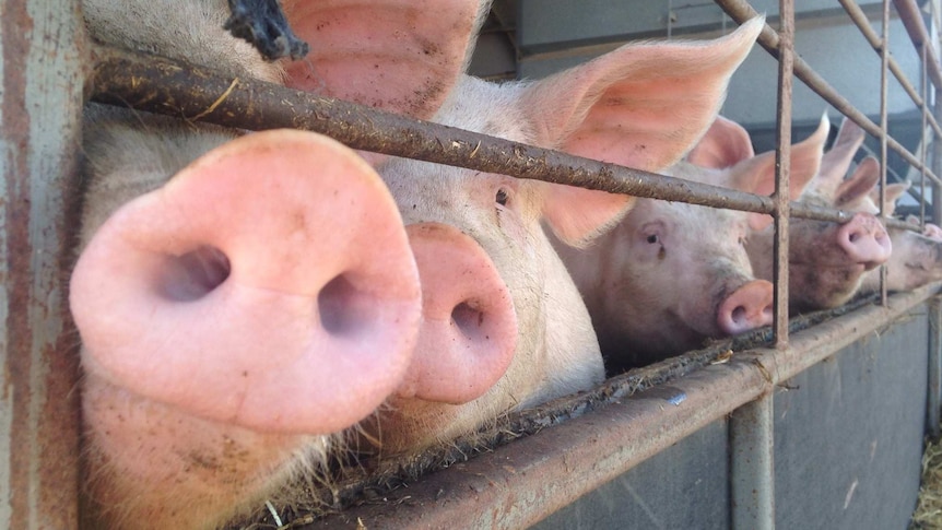 Pigs poking their nose through a pig pen fence.