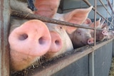 Consumer demand leading to pork supply shortages