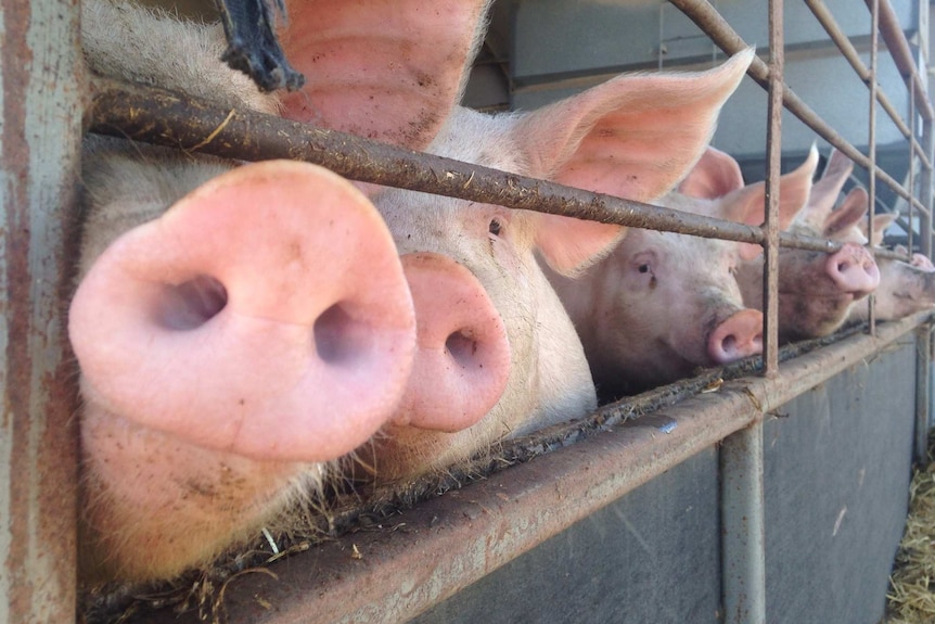 Pigs poking their nose through a pig pen fence.