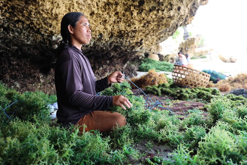 Removing seaweed from nets in Ceningan.