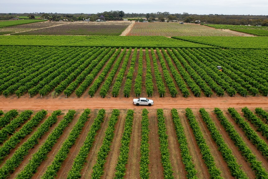 A white vehicle driving through an expanse of green grape vines in South Australia's Riverland, November 2023.