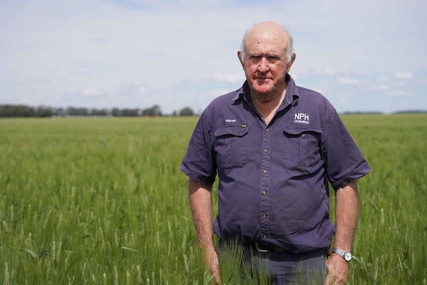 A farmer stands in a paddock of green wheat