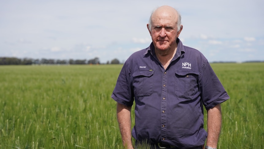 A farmer stands in a paddock of green wheat