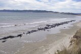A pod of over 100 whales stranded on a beach.