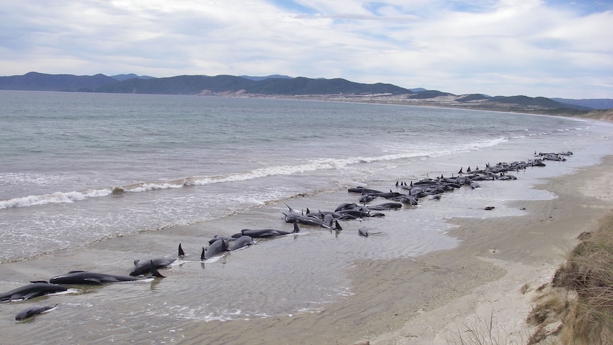 A pod of over 100 whales stranded on a beach.