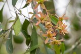 A close up of pale peach flowers on a branch, leaves in the foreground.