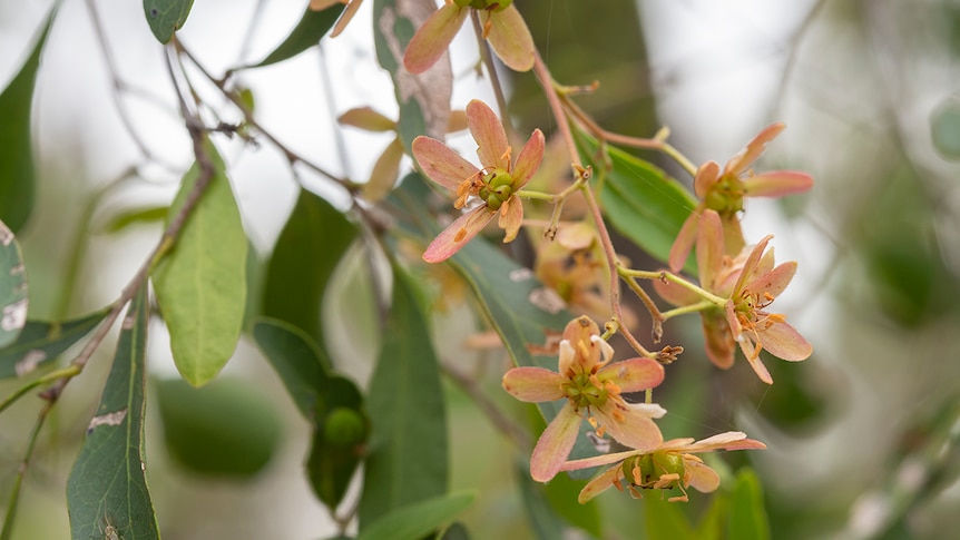 A close up of pale peach flowers on a branch, leaves in the foreground.