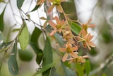 A close up of pale peach flowers on a branch, leaves in the foreground.