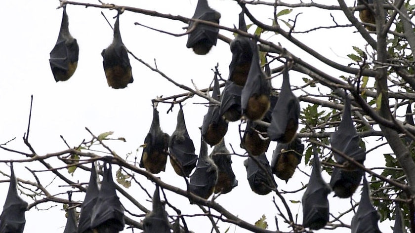 Flying fox bats shelter from the rain as they sleep in the Royal Botanical Gardens in Melbourne.