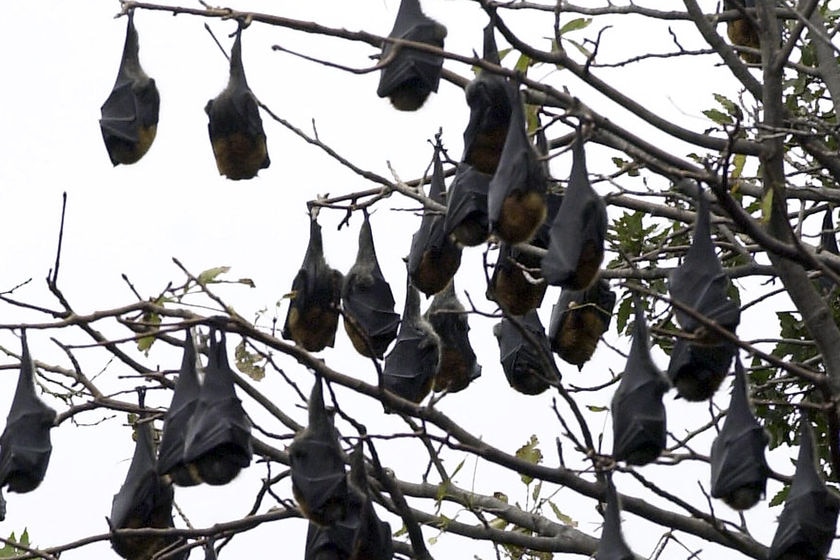 Bats hang from a tree.
