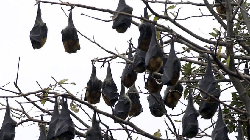 FLying foxes upside down in a tree.