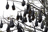 Flying fox attacks on the rise