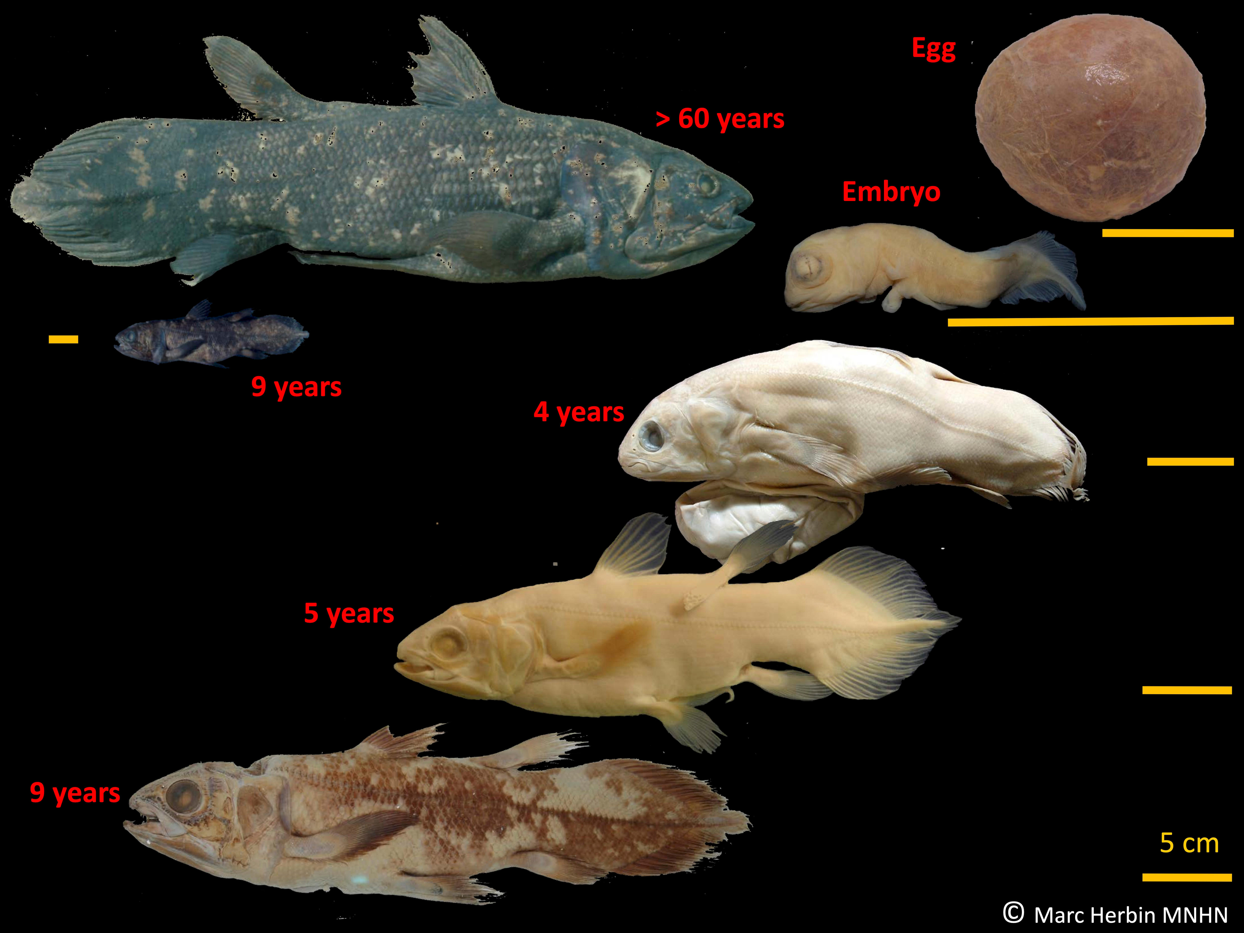 The development stages of the coelacanth fish.