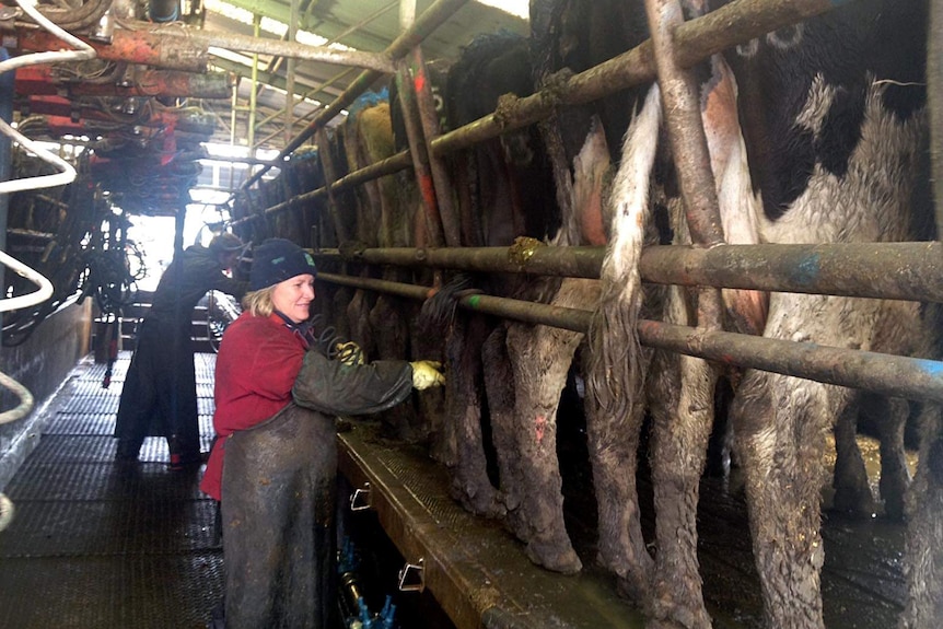 Farmer Wendy Bell, of Condah, Victoria milking cows