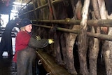 Farmer Wendy Bell, of Condah, Victoria milking cows