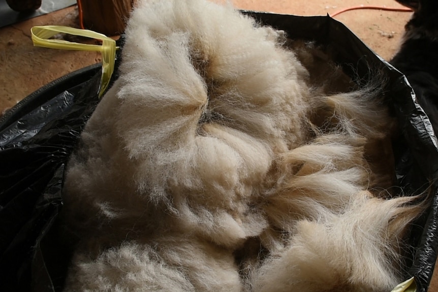 A black plastic bag full of alpaca fleece.