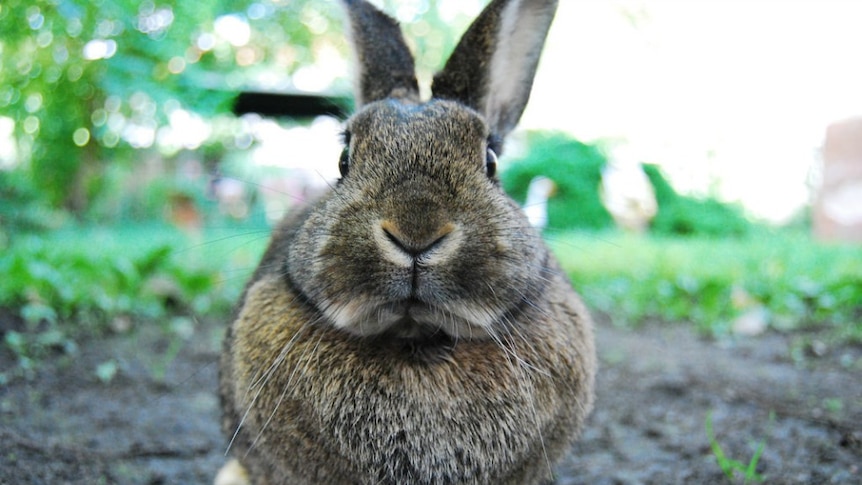 A brown pet rabbit sits on the lawn.