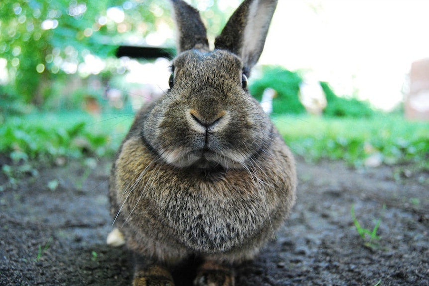 A brown pet rabbit sits on the lawn.