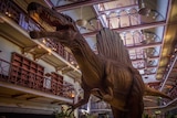 Therizinosaurus in Hackett Hall at the WA Museum, 10 April 2014