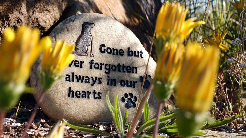 A cemetery plot for a pet with flowers and headstone, Tasmania.