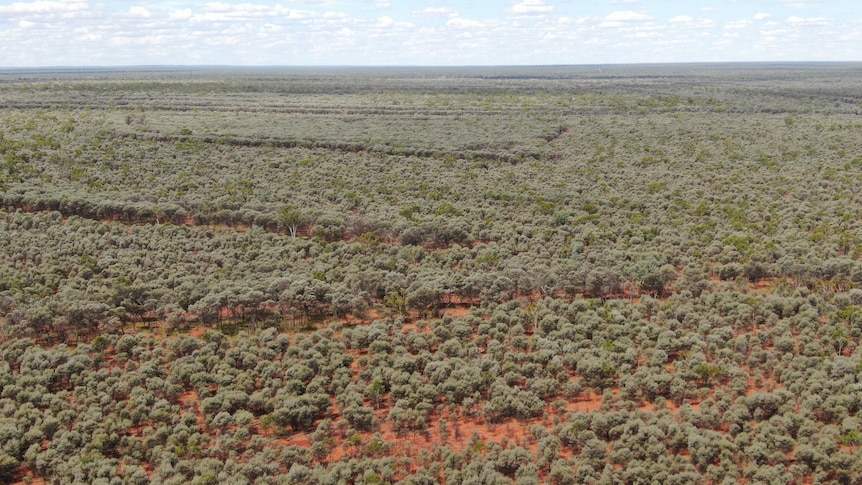 An aerial photo of a forrest.