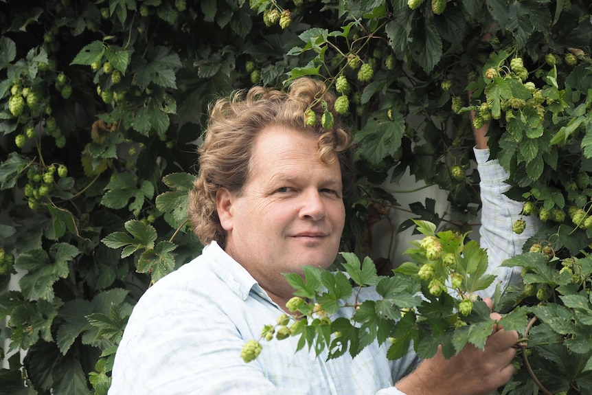 A man stands in a bushy hop plant