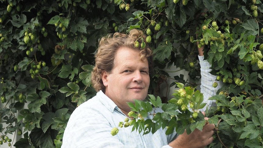 A man stands in a bushy hop plant