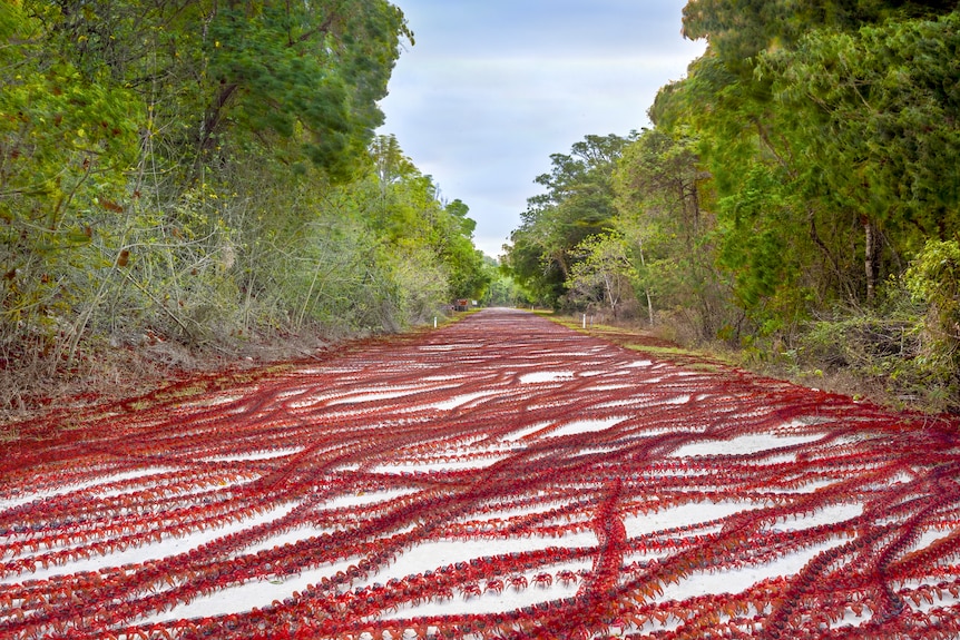 Multi exposure red crab