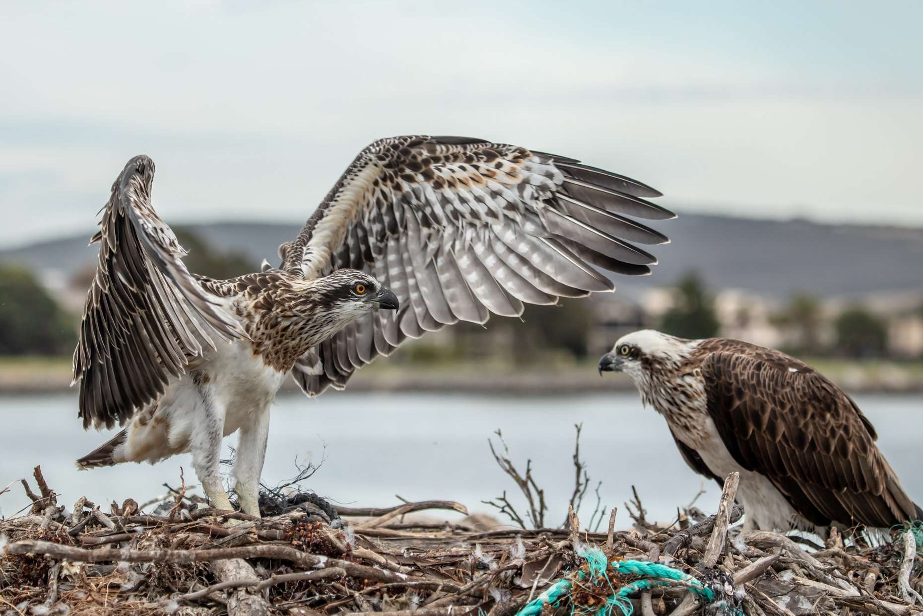 Rare nesting eastern ospreys' antics followed by the world - ABC News