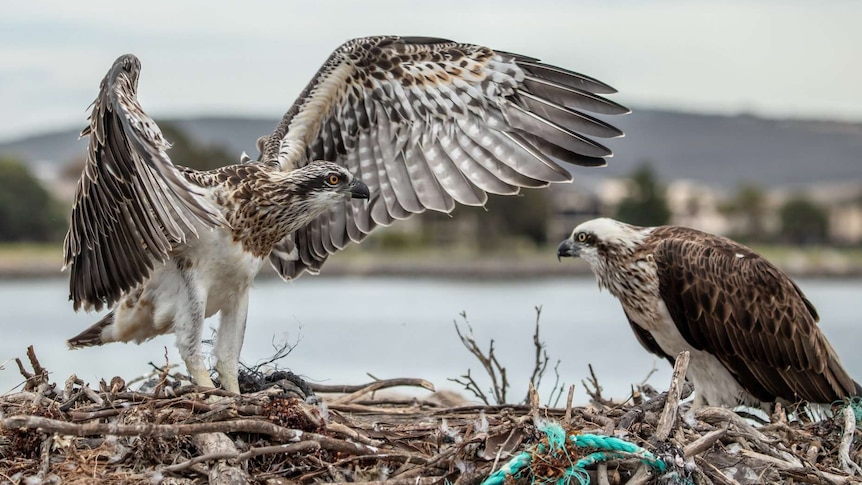 Two osprey on a nest, on left one stretches out wings, on right other one crouches