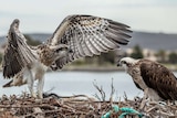 Two osprey on a nest, on left one stretches out wings, on right other one crouches