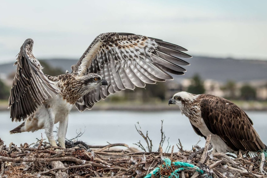 Rare nesting eastern ospreys' antics followed by the world - ABC News