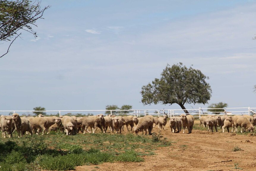 Sheep eating green feed at Acacia Downs.
