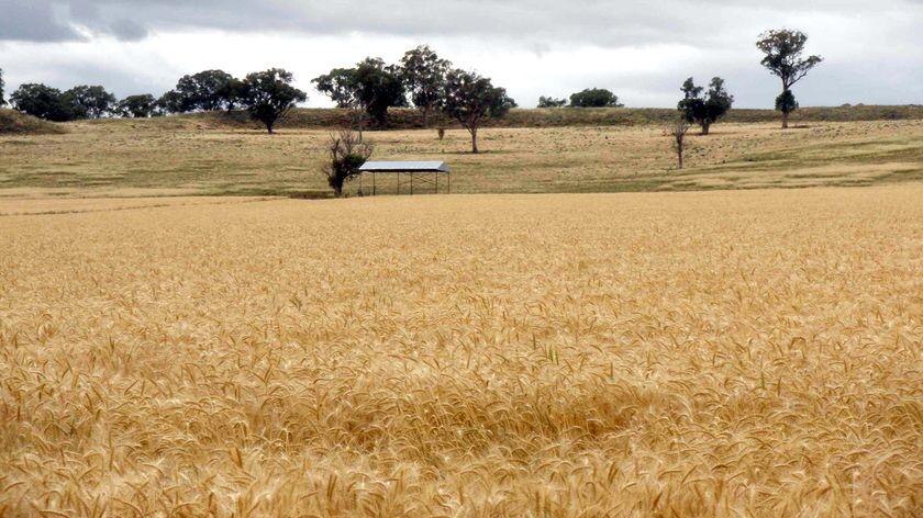 Wheat sits in a field