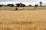 A conference in Canberra has heard the world relies on about a dozen crops to produce 80 per cent of food.
